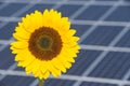 Sunflower and solar panel of electric power station as symbol for renewable energy Royalty Free Stock Photo