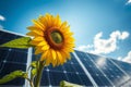 Sunflower Standing Proudly Before Solar Panel Array, generative ai Royalty Free Stock Photo