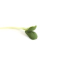 Sunflower sprout Royalty Free Stock Photo