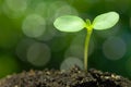 Sunflower sprout on bokeh background.(horizontal) Royalty Free Stock Photo