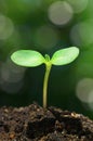 Sunflower sprout on bokeh background.(vertical) Royalty Free Stock Photo