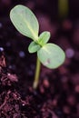 Sunflower Sprout Royalty Free Stock Photo