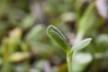Sunflower sprout Royalty Free Stock Photo