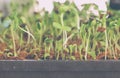 Sunflower Sprout Growing In A Pot.