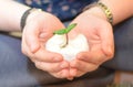 Sunflower sprout in hands with cotton wool Royalty Free Stock Photo