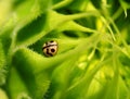 Sunflower Sprout and Ladybug in the garden. Royalty Free Stock Photo