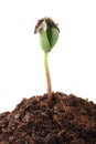 Sunflower sprout with a seed Royalty Free Stock Photo