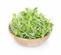 Sunflower sprout in wooden bowl isolated on white background Royalty Free Stock Photo