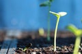 Sunflower sprouting/sunflower seed germinated on soil/new born o