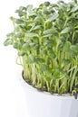 Sunflower Sprouts