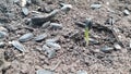 Sunflower sprouts