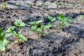 Sunflower sprouts growing out from soil on a farmy organic field. Industrial cultivation of sunflowers in warm regions