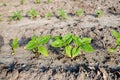 Sunflower sprouts growing out from soil on a farmy organic field. Industrial cultivation of sunflowers in warm regions