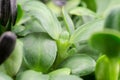 Sunflower sprouts macro photography. Food for vegetarians