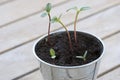 Sunflower sprouts in a pot