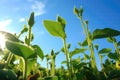 Sunflower Sprouts Reaching For The Sky, Embracing Their Journey To Maturity. Generative AI