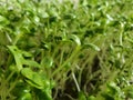 The sunflower sprouts in the soil. Royalty Free Stock Photo