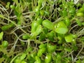 The sunflower sprouts in the soil. Royalty Free Stock Photo