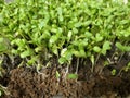 The sunflower sprouts in the soil. Royalty Free Stock Photo
