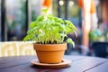 sunflower sprouts in a terracotta pot on a patio table Royalty Free Stock Photo