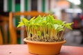 sunflower sprouts in a terracotta pot on a patio table Royalty Free Stock Photo