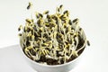 Sunflowers sprouting in a white bowl Royalty Free Stock Photo