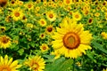 Sunflower standing above all Royalty Free Stock Photo