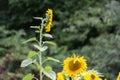 Sunflower standing out of the crowd Royalty Free Stock Photo