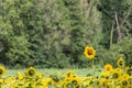 Sunflower standing out of the crowd Royalty Free Stock Photo