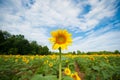 Sunflower Royalty Free Stock Photo