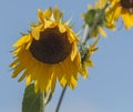 Sunflower starting to wilt with a blue sky above