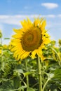 Sunflower stem on field with blue sky.