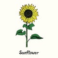 Sunflower on stem with leaves, front view, simple doodle drawing with inscription
