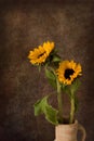 Sunflower still life on dark backdrop