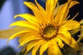 Sunflower stilllife plant yellow flower Royalty Free Stock Photo