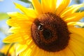 Sunflower - Stock Photos