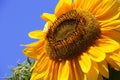 Sunflower - Stock Photos