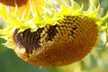 Sunflower - Stock Photos