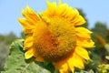 Sunflower - Stock Photos