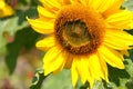 Sunflower - Stock Photos