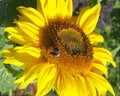 Sunflower - Stock Photos