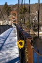 Sunflower on Swinging Bridge in Brunswick Maine Royalty Free Stock Photo