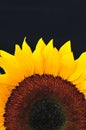 SunFlower Studio Series 19 Royalty Free Stock Photo