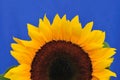 SunFlower Studio Series 7 Royalty Free Stock Photo