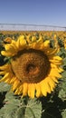 Sunflower girasoles Royalty Free Stock Photo