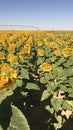 Sunflower girasoles Royalty Free Stock Photo