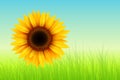 Sunflower summer background Royalty Free Stock Photo