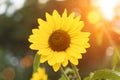 Sunflower in the summer field. Yellow blooming bud on a green background. Summer, sun, agriculture concept. Royalty Free Stock Photo