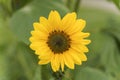 Sunflower in the summer field. Yellow blooming bud on a green background. Summer, sun, agriculture concept. Royalty Free Stock Photo