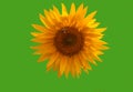 Sunflower summer flower with bee close-up Royalty Free Stock Photo